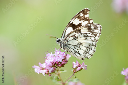 Close up of a Marbled White butterfly (Melanargia galathea) on a flower © Nathalie