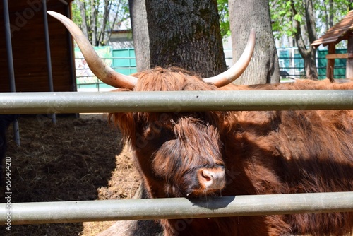Big hairy brown cow at zoo
