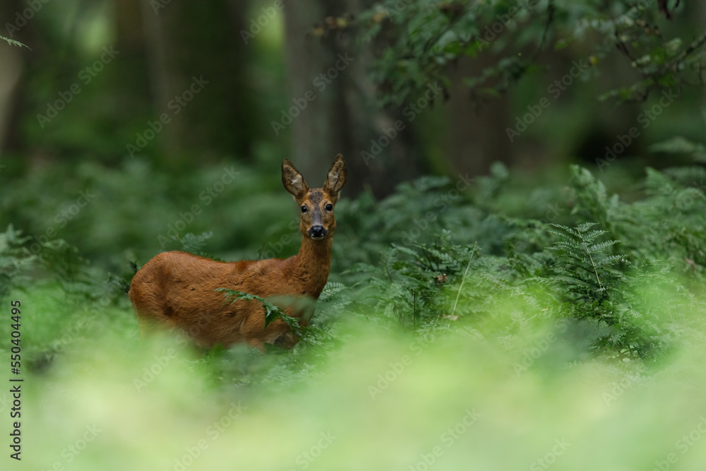 Majestic roe deer in the forest- Capreolus capreolus