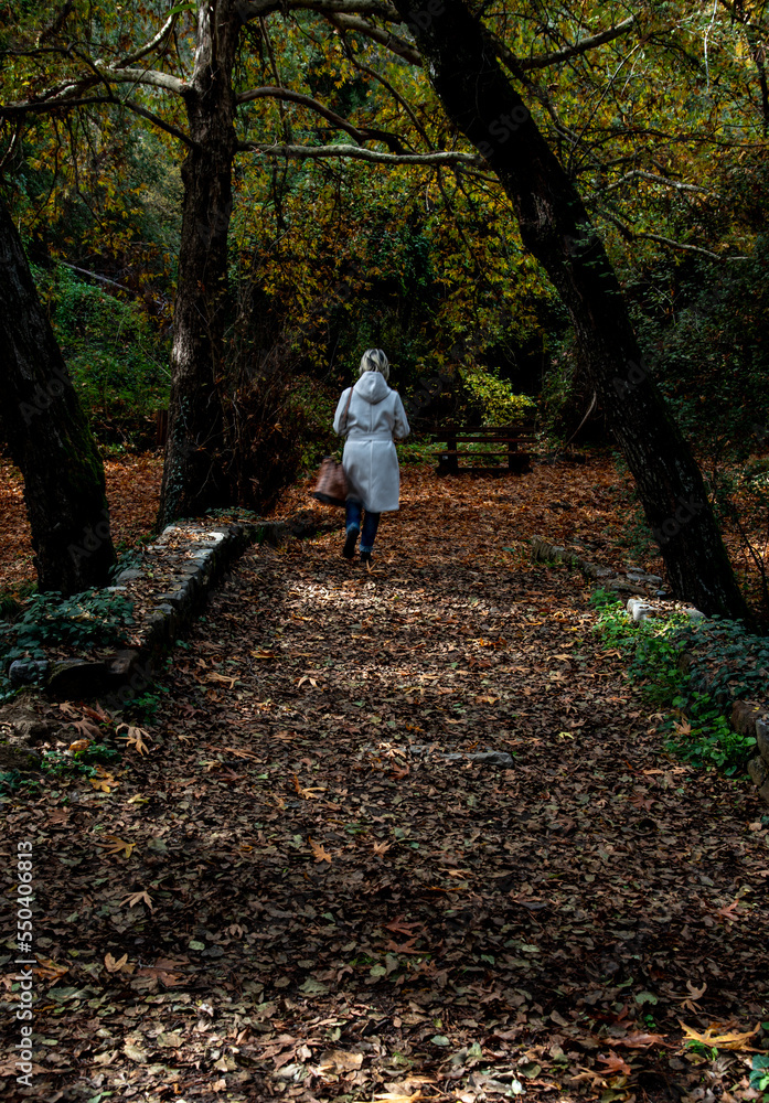 Unrecognised woman walking in the forest in autumn. Falling maple leaves on the ground. Fall season