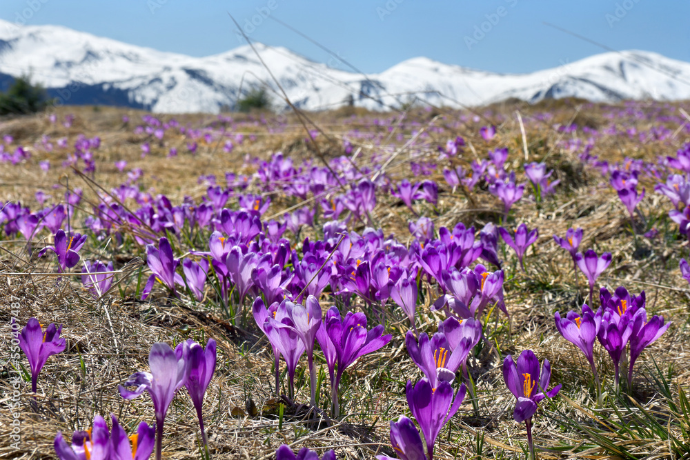 Spring landscape of flowers violet crocuses ( Crocus heuffelianus ) on glade on background mountains covered of snow. Carpathian mountains