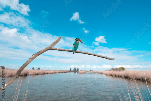 Kingfisher || IJsvogel photo