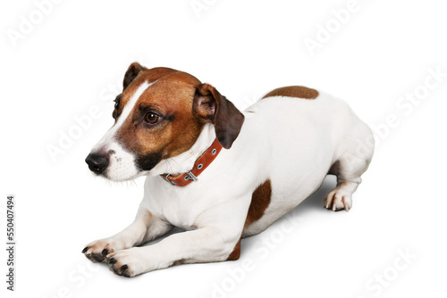 Jack Russell Terrier Lying  Down on the Ground © BillionPhotos.com