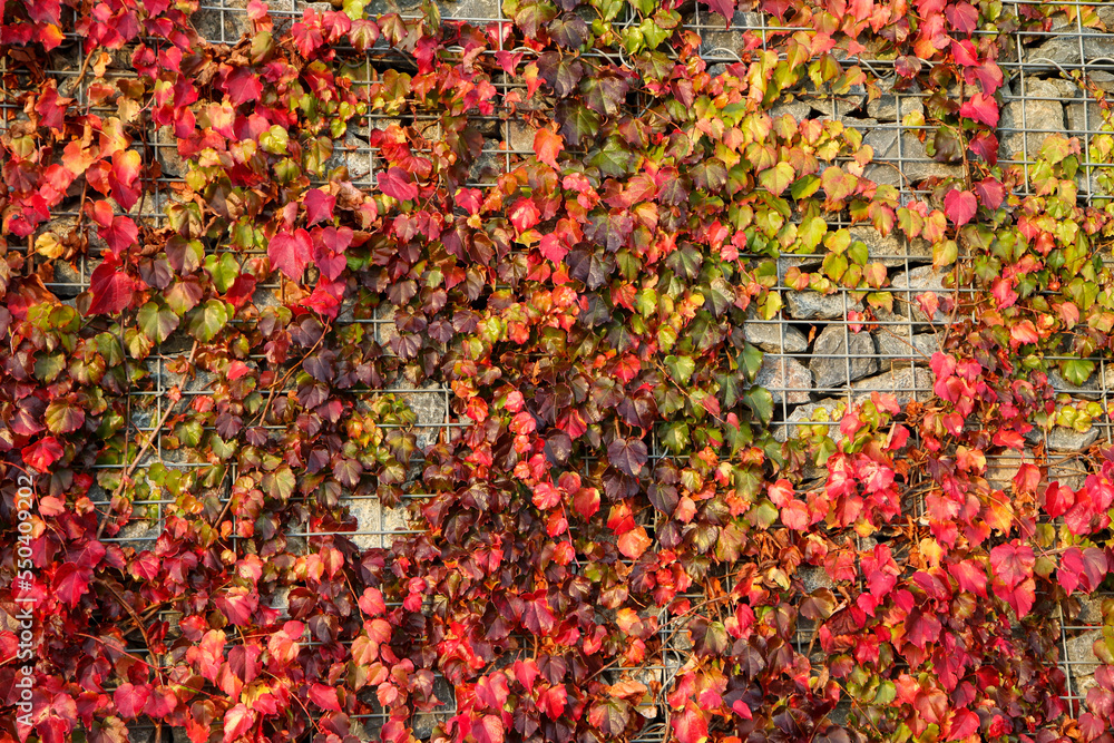 The detail of the ivy climbing on the gabion stone wall with colorful leaves because of the autumn. 