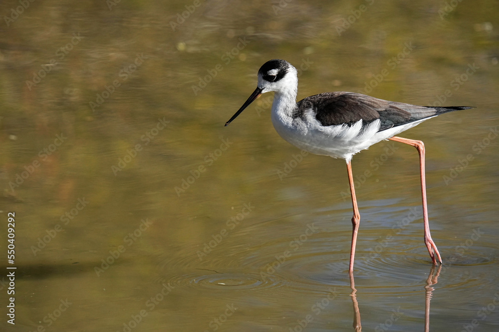 Obraz premium Black-necked Stilt