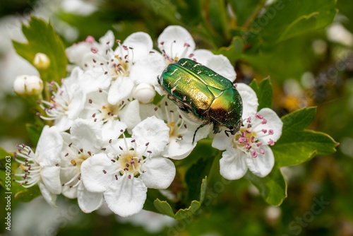 Beetle bronzovka sitting on a white flower with green leaves photo