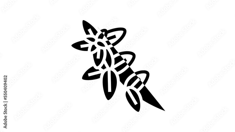 oregano plant branch line icon animation oregano plant branch line icon animation