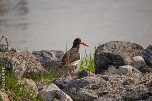 Eurasian oystercatcher perched on coastal stones