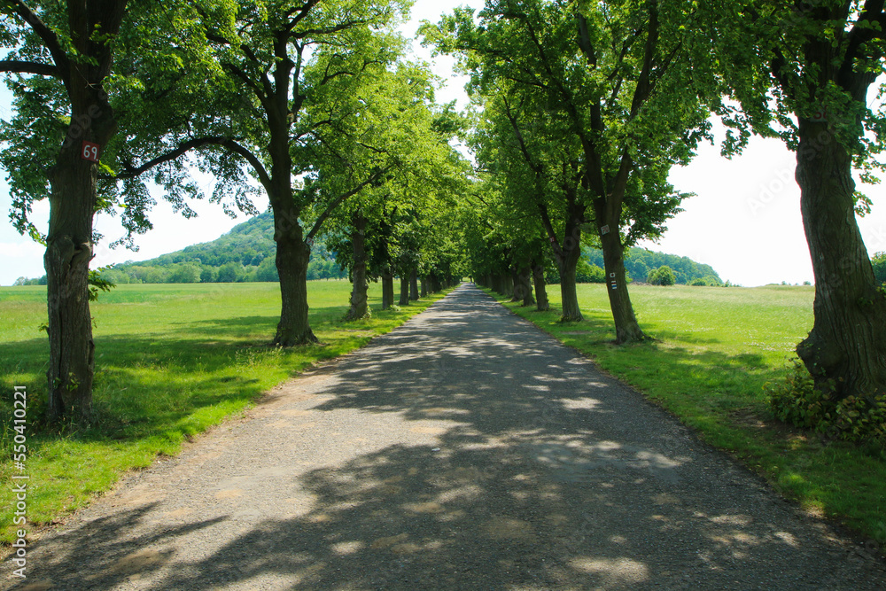The nice alley of old trees along the access road to the sacred hill Říp in Czech Republic. The nice alley of old trees along the access road to the sacred hill Říp in Czech Republic.