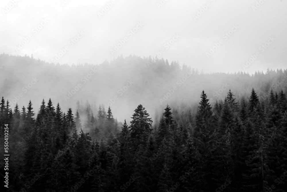 The black and white contrast picture of the wood after rain with fog going up from the trees. 