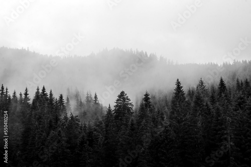 The black and white contrast picture of the wood after rain with fog going up from the trees. 