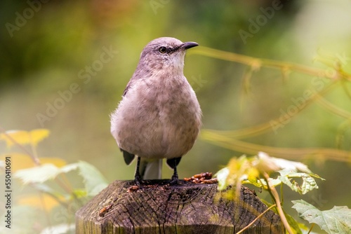 Closeup of a Northern mockingbird, Mimus polyglottos ona  wood photo