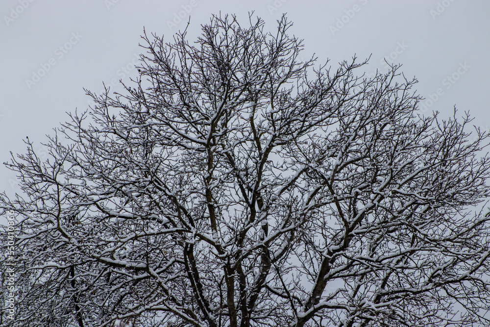 White snow covered tree branches. First snow concept. Winter outdoor in forest landscape. White snow covered tree branches. First snow concept. Winter outdoor in forest landscape.