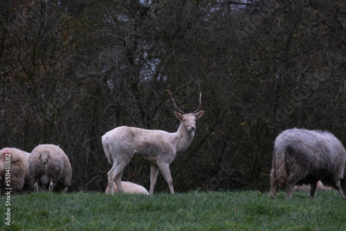 White stag deer in a field with sheep