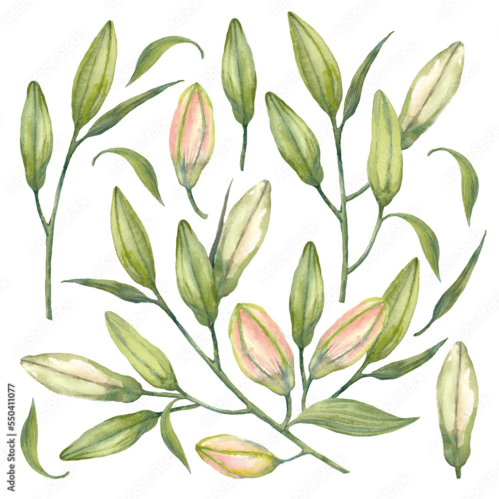 Royal lilies. Set of branches of ily buds. Watercolor flowers. Illustration on a white background. Royal lilies. Set of branches of ily buds. Watercolor flowers. Illustration on a white background.