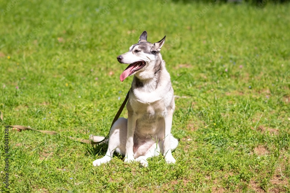 Husky gray color, sticking out his tongue, sitting on the green grass