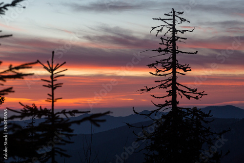 Silhouettes of Christmas trees and spruce trees in the pink-orange light of the setting sun