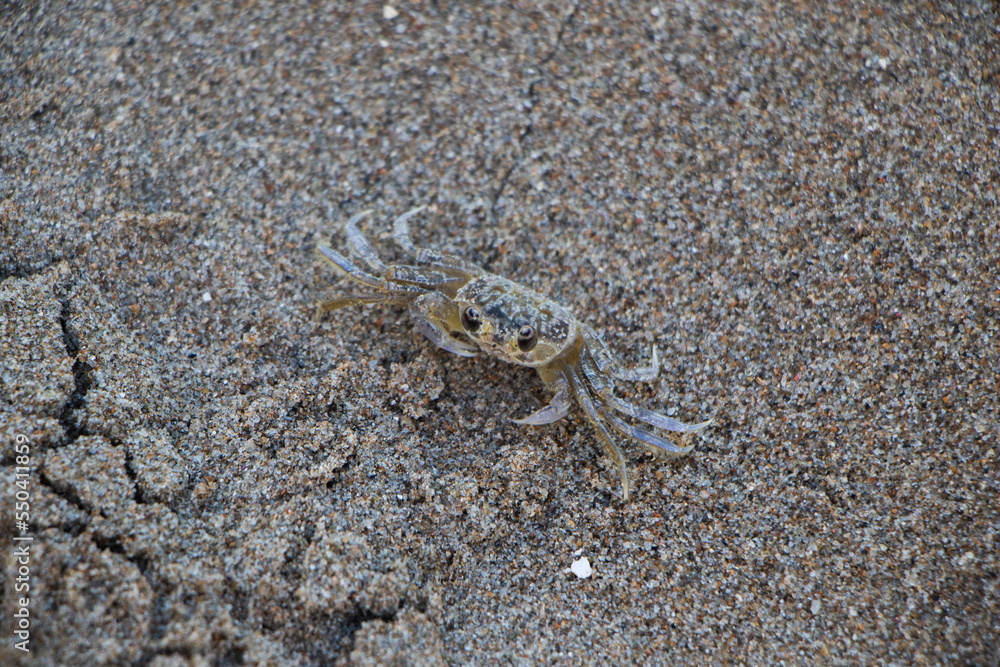 Species of crab known on the coast of Brazil as Maria Farinha.