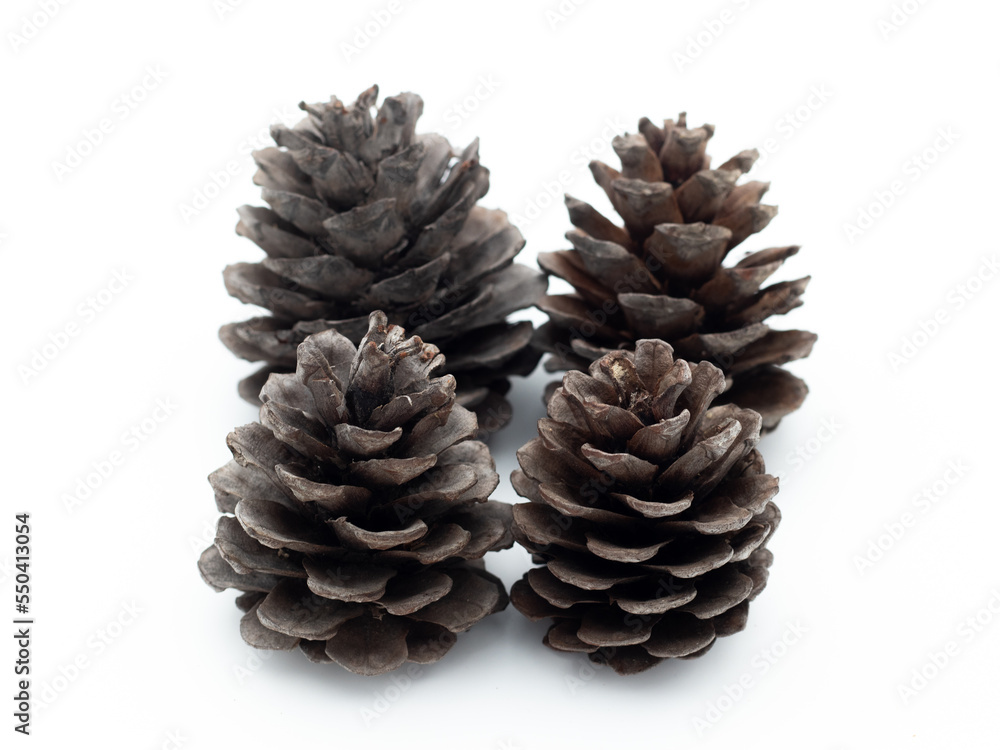pine cone isolated on white pine cone isolated on white