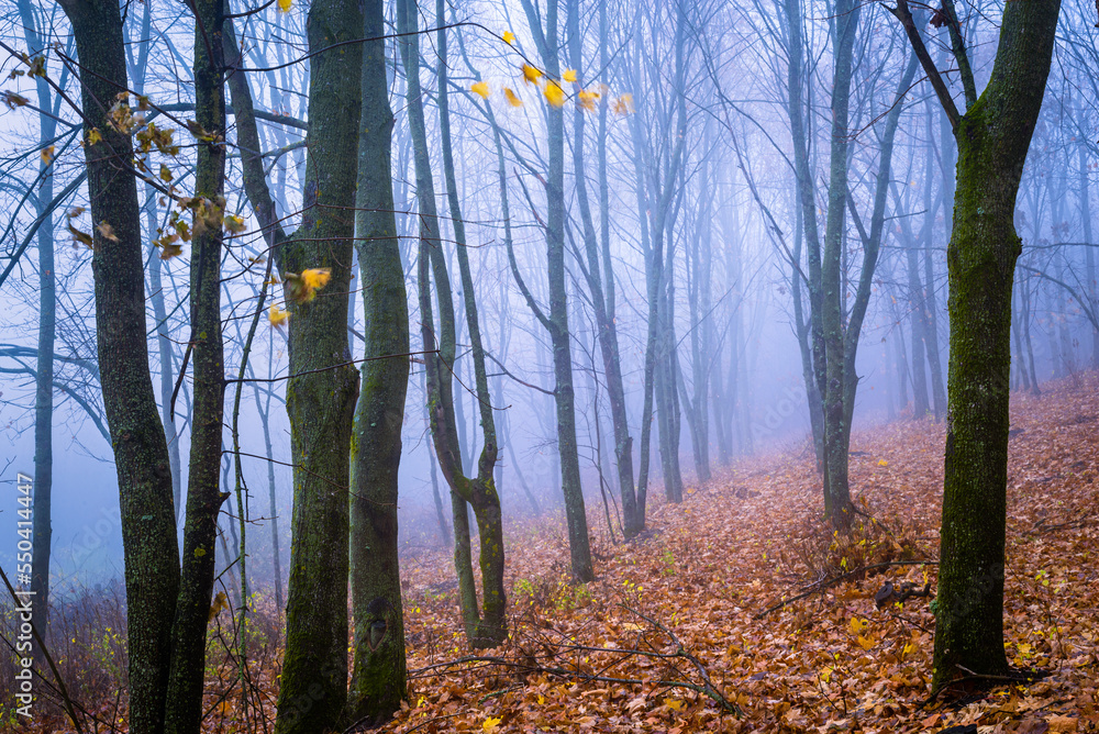Fototapeta premium Foggy Dirt Road Beautiful Scene Misty dusk beech .Autumn landscape scenic view Atmospheric blue spooky Path orange foliage in fall Mystical fantasy Halloween woods birch Maple tree