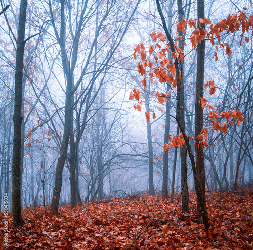 Foggy Dirt Road Beautiful Scene Misty dusk beech  .Autumn landscape scenic view Atmospheric   blue spooky Path orange foliage in fall Mystical fantasy Halloween  woods birch Maple tree