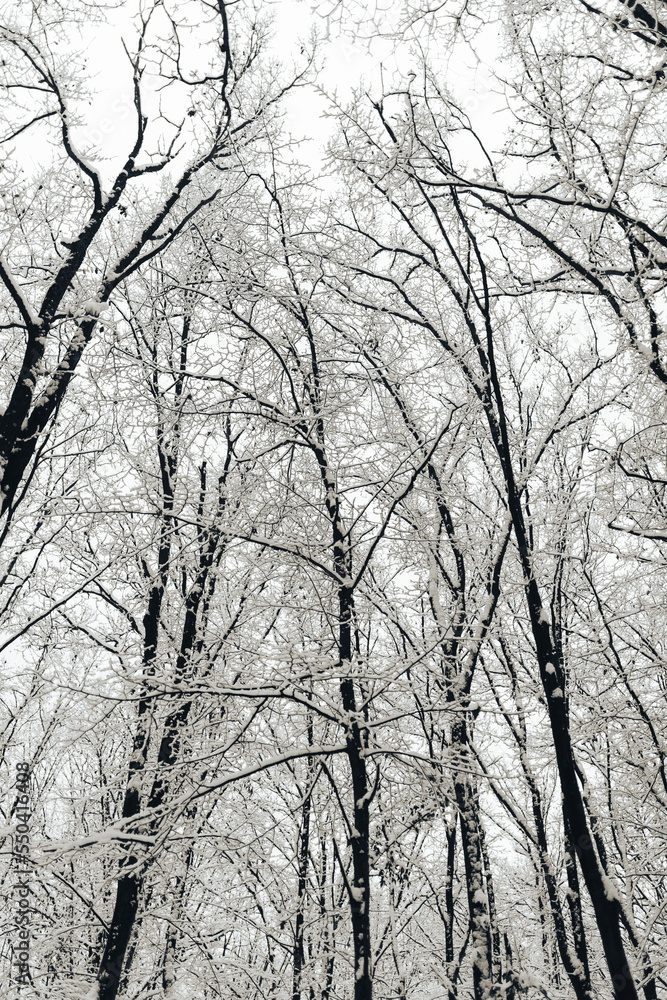 Snow-covered trees with white snow in the forest Snow-covered trees with white snow in the forest