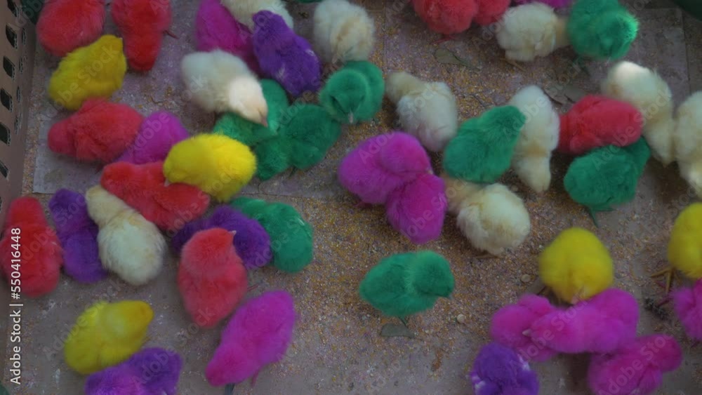 Cute chicks of all colors play in a box at the market, in Indonesia Cute chicks of all colors play in a box at the market, in Indonesia