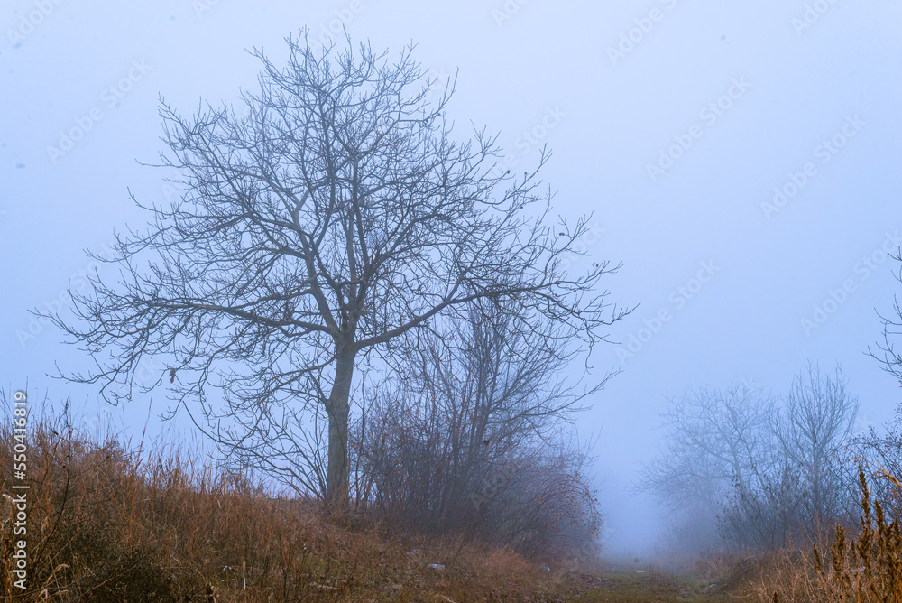 Foggy Dirt Road Beautiful Scene Misty dusk beech .Autumn landscape scenic view Atmospheric blue spooky Path orange foliage in fall Mystical fantasy Halloween woods. Foggy Dirt Road Beautiful Scene Misty dusk beech .Autumn landscape scenic view Atmospheric blue spooky Path orange foliage in fall Mystical fantasy Halloween woods.