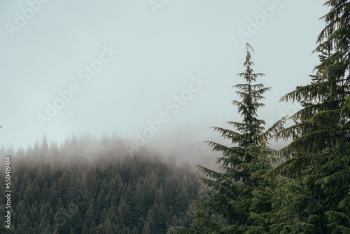 A pine tree forest on a foggy day near Mt. Hood in Oregon
