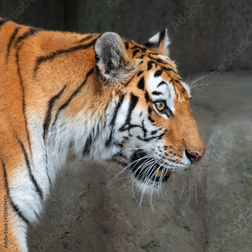 A close-up of a tiger in its habitat at a zoo