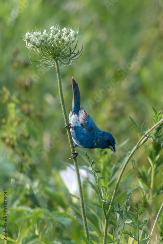 An Indigo Bunting bird perched sideways on a Queen Anne's Lace plant