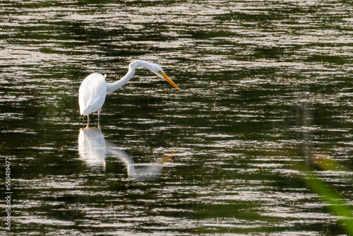 A white egret hunting in a river