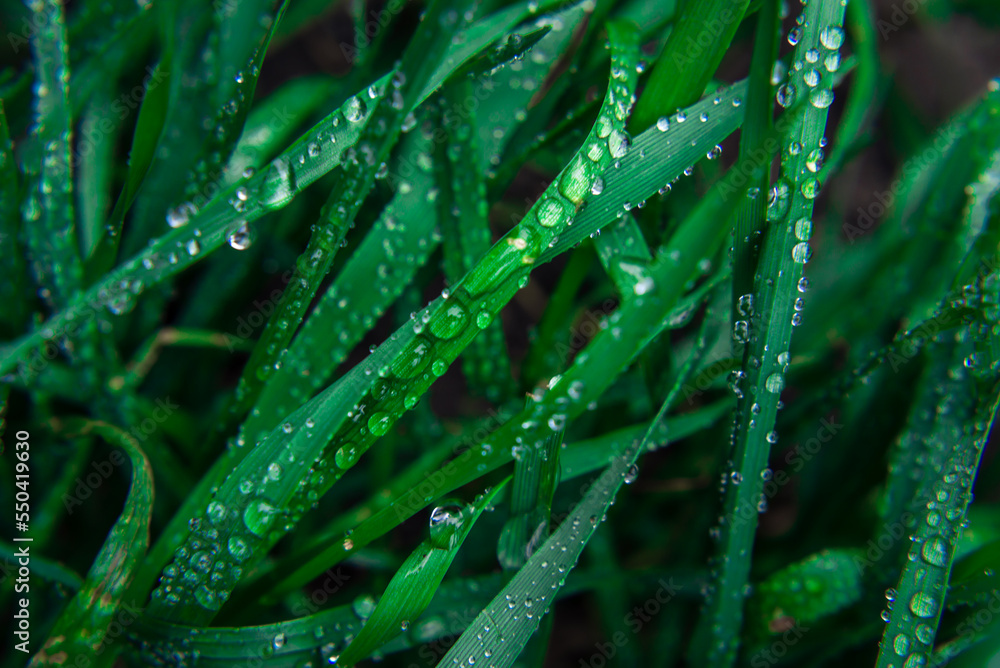 Green grass water drops of dew on young sprouts of wheat macro Fresh background rain morning paddy leaves top view young sprouts. Green grass water drops of dew on young sprouts of wheat macro Fresh background rain morning paddy leaves top view young sprouts.
