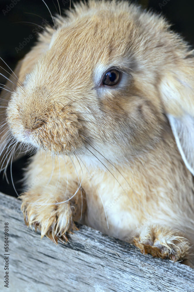 frontal view of a small yellow rabbit in a cage frontal view of a small yellow rabbit in a cage