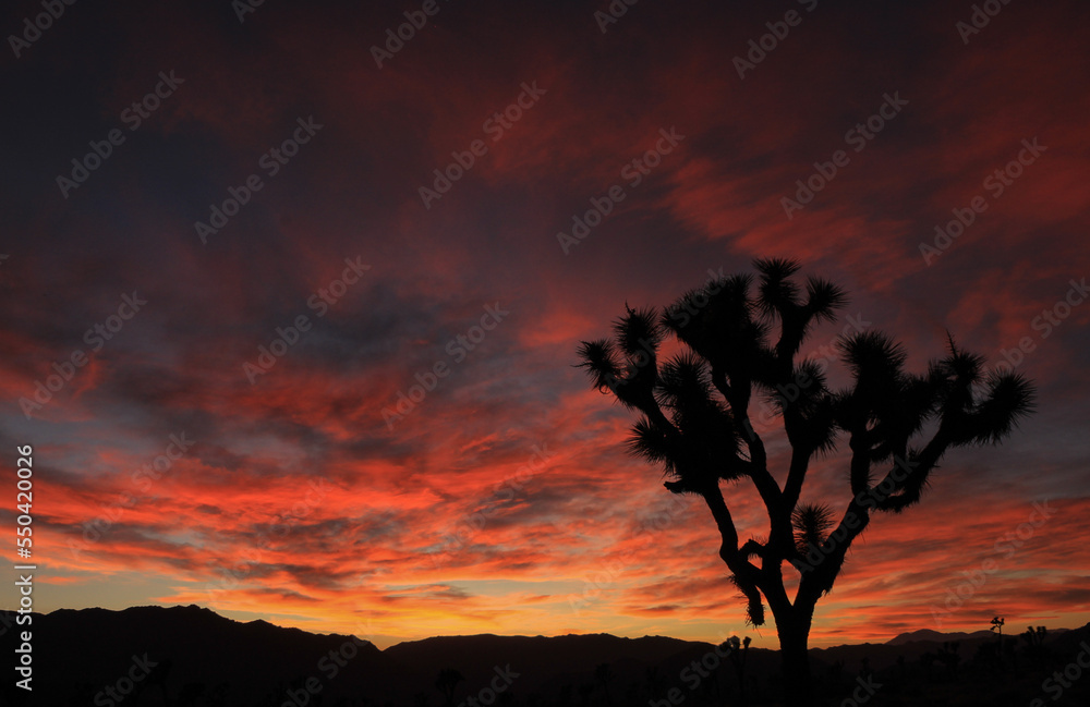 A Lone Joshua Tree Silhouetted Against a Dramatic Red Sunset at Joshua Tree National Park in California