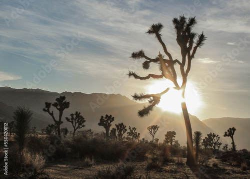 Late Afternoon at Joshua Tree National Park