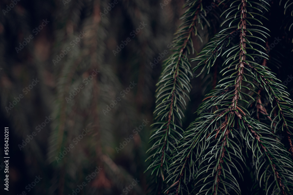 Closeup of green coniferous pine needles with blurry background Closeup of green coniferous pine needles with blurry background