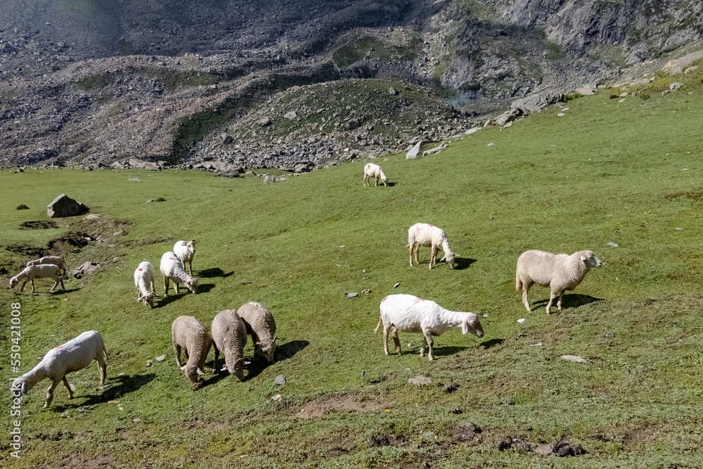Fototapeta premium A herd of sheep in the mountains. Beautiful mountain landscape view.