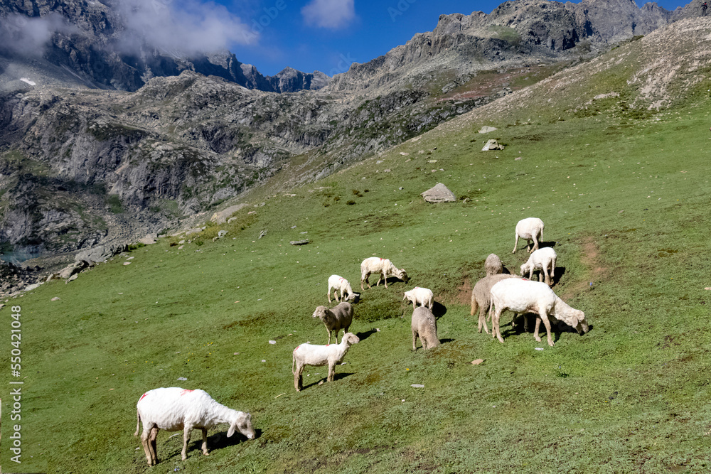 Obraz premium A herd of sheep in the mountains. Beautiful mountain landscape view.