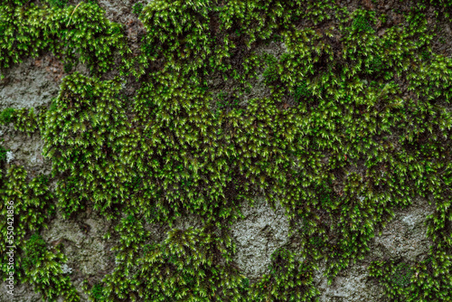 Fototapeta Naklejka Na Ścianę i Meble -  Part of the decoration of the facade of the building and the material from which it is built; 
large green moss on a stone