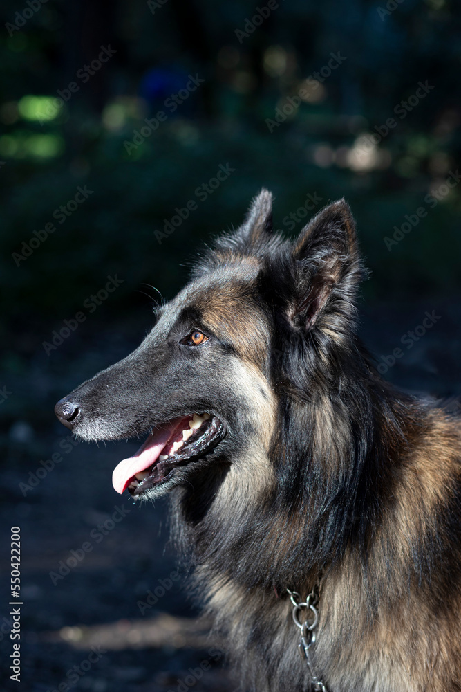 Belgian shepherd dog profile in the open air Belgian shepherd dog profile in the open air