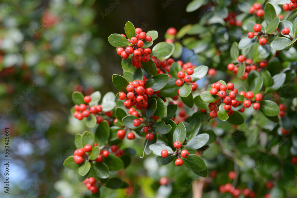 Obraz premium アマミヒイラギモチ 赤い木の実
