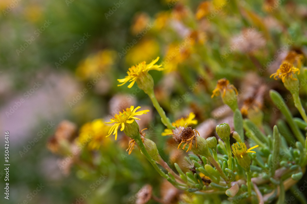 Yellow flowers growing out of the canyon wall at Ein Avdat in the Negev Desert in southern Israel.
Yellow flowers growing out of the canyon wall at Ein Avdat in the Negev Desert in southern Israel.