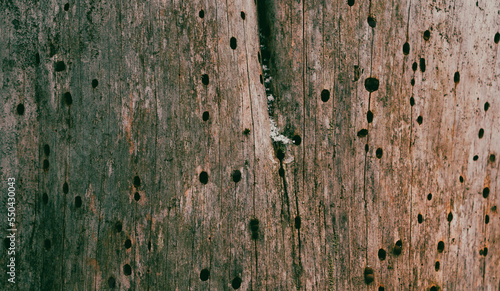 Fotografie Woodworm made holes in trunk