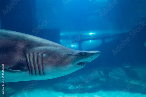 Great White Shark Close up Shot. The Shark swimming in large aquarium. Shark fish, bull shark, marine fish underwater. © Oleg