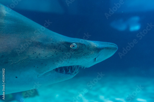 Great White Shark Close up Shot. The Shark swimming in large aquarium. Shark fish, bull shark, marine fish underwater.
