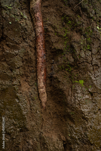 bark of a tree