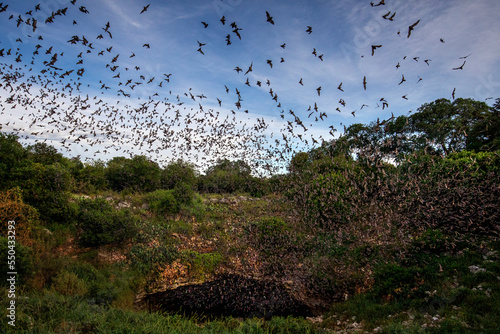 The nightly emergence of 20 million Mexican free-tailed bats at Bracken Bat Cave, Texas. photo