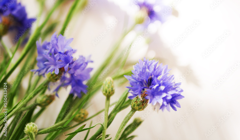 Blue cornflowers background. Close up flowers petals