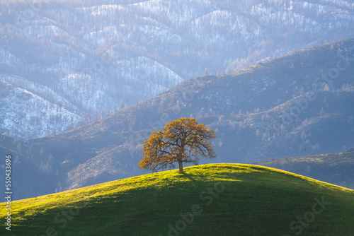 Lone oak tree with rolling hills and snowy mountains, California.